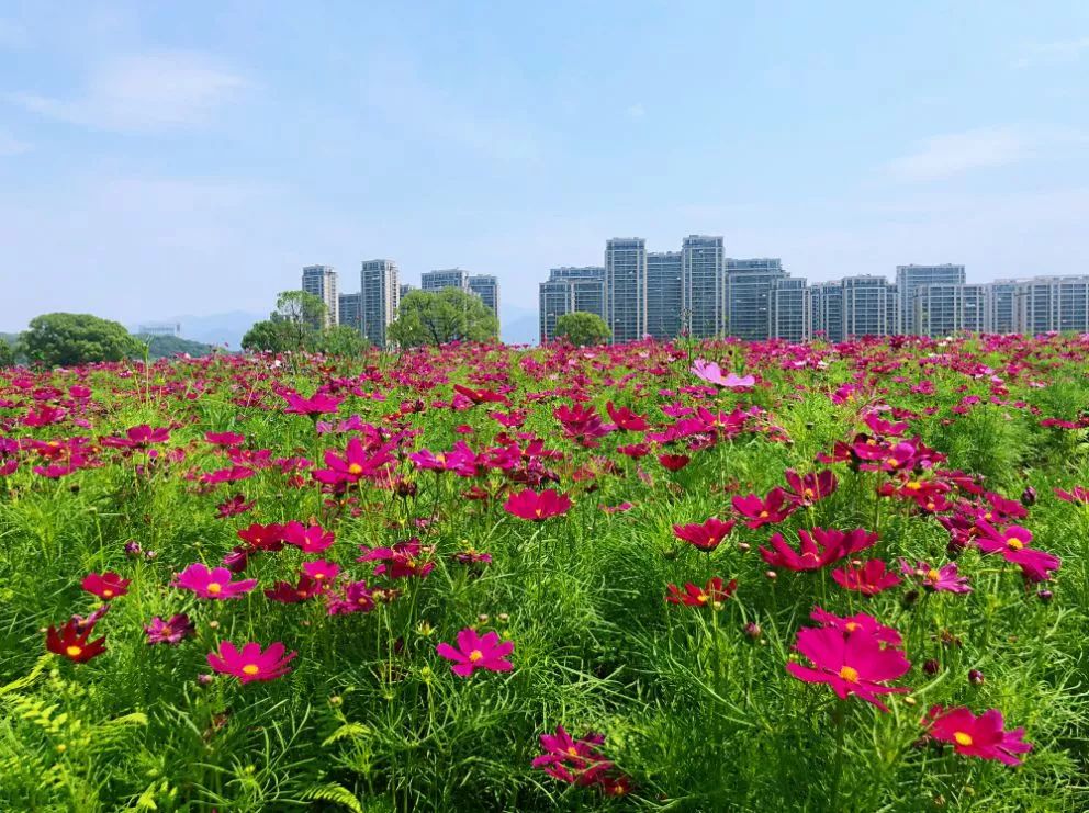 拍!拍!丽水城边的这片花海你可喜欢.