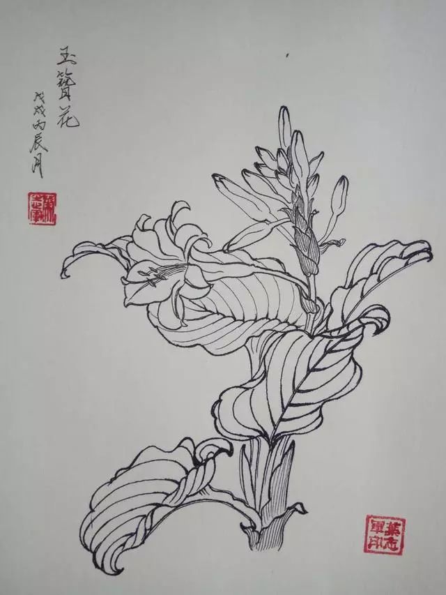 葉志軍先生的鋼筆白描花卉作品分享