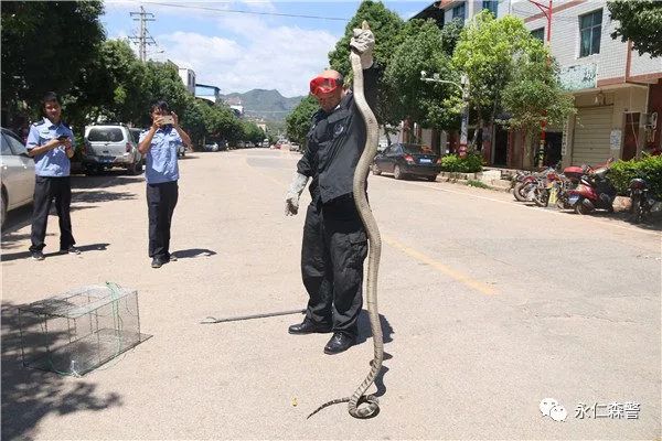 永仁一条巨型眼镜王蛇爬进车里,更有村民一锄头挖出一条17公斤大蛇