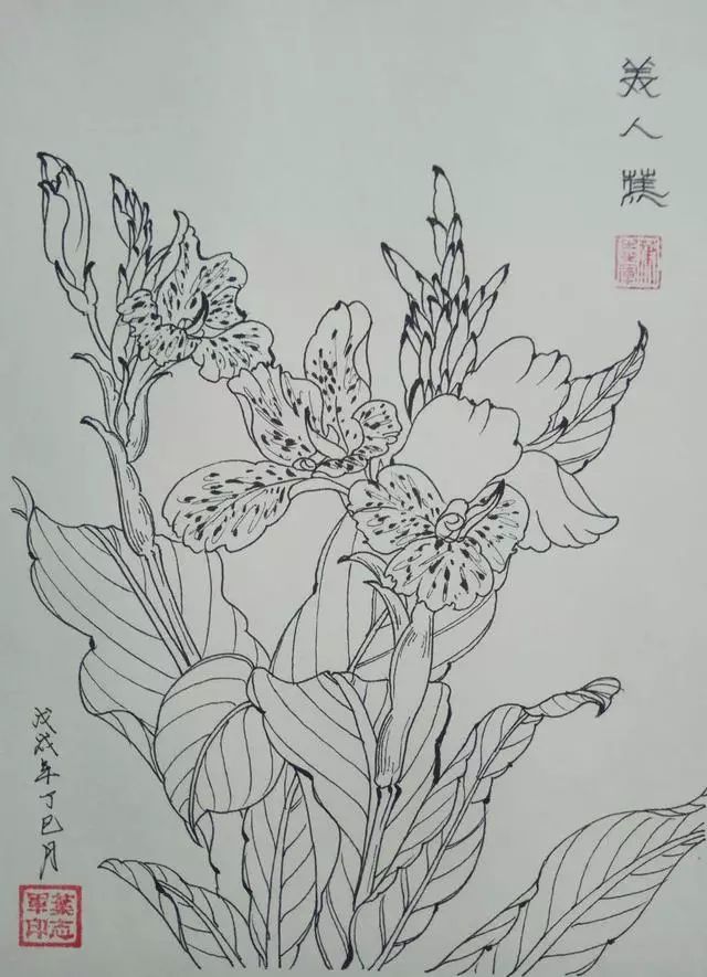 葉志軍先生的鋼筆白描花卉作品分享