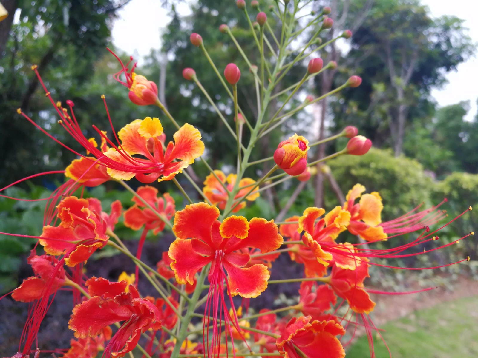 花需要注意什麼讓我們一起學習金花的花語是什麼金鳳花,也叫金髮姑娘