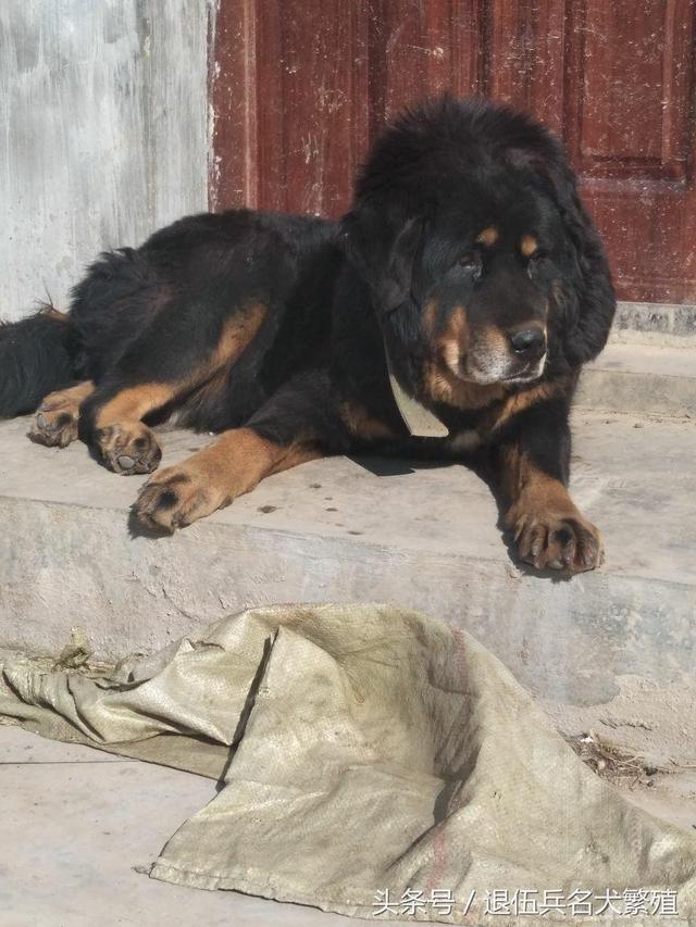 什麼樣子的藏獒好?自己養的大藏獒-搜狐