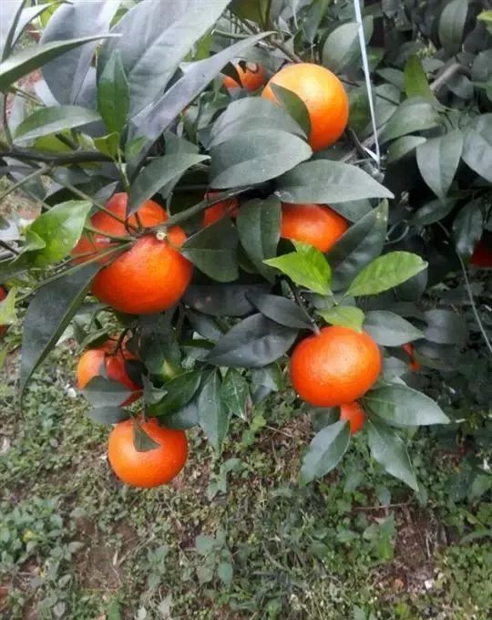 財經 正文 據瞭解,大村屯新村村民小組從來沒種過柑橘類水果,為解決