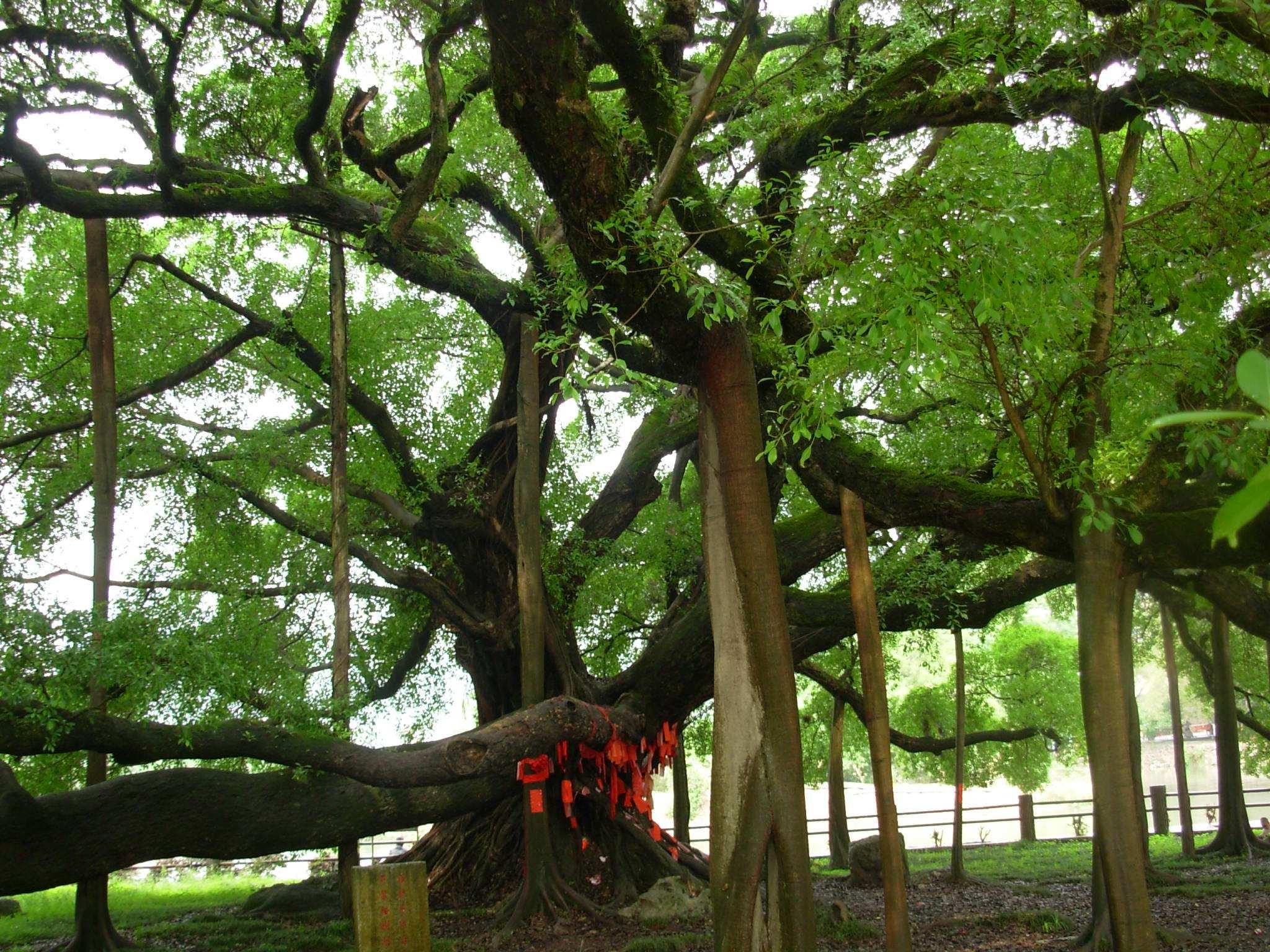 中国年龄最大的树,如今有1400多岁,占地面积约是半个足球场