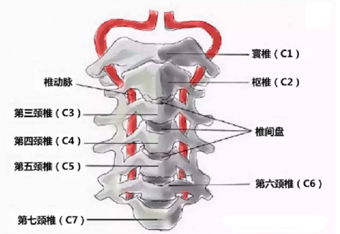 颈椎解剖图及结构图片