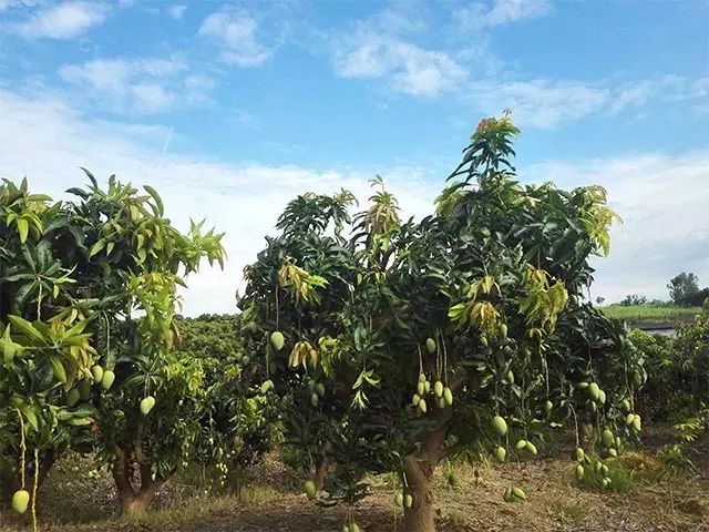 没吃过小台芒不要说你吃过芒果