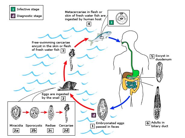 华支睾吸虫生活史简图图片