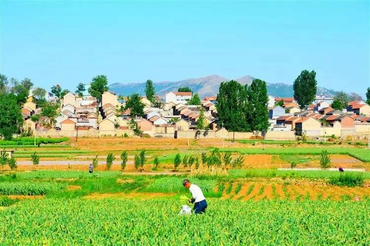 带你领略泰安岱岳区久违的淳朴浓厚的乡村风情