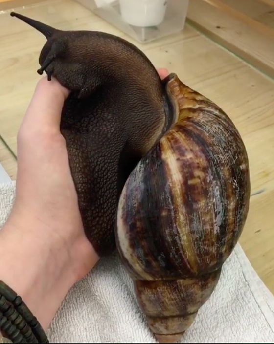 巨型蜗牛真实图片