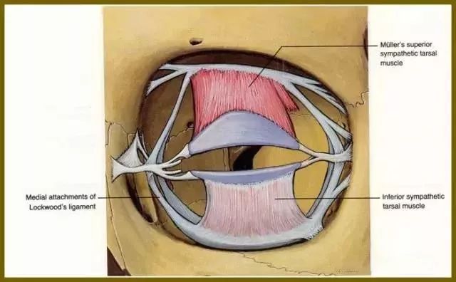 眼睛悬韧带图片