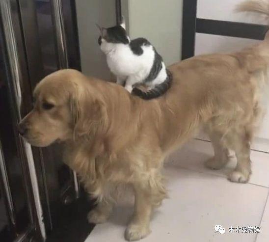 猫和狗天敌图片