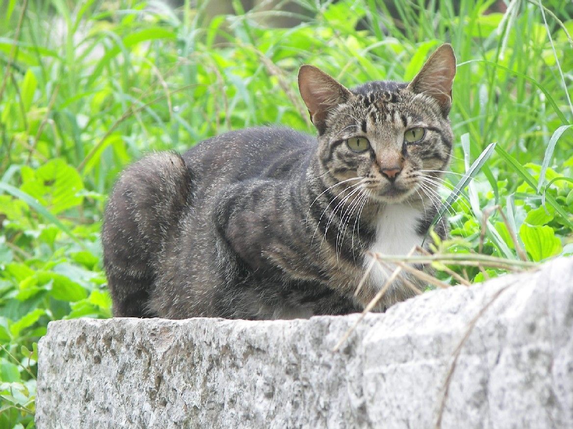 澳洲野猫泛滥成灾,当局建防护栏保濒危动物