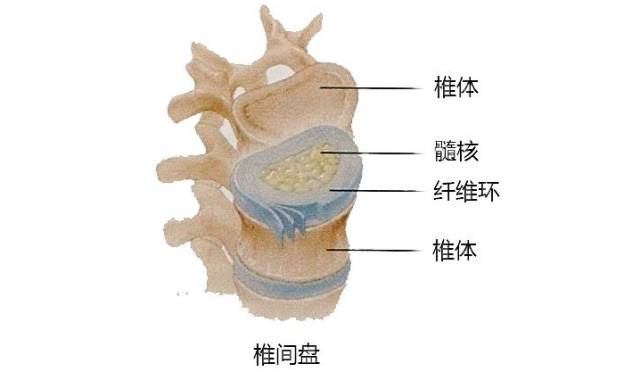 椎间盘结构组成图图片