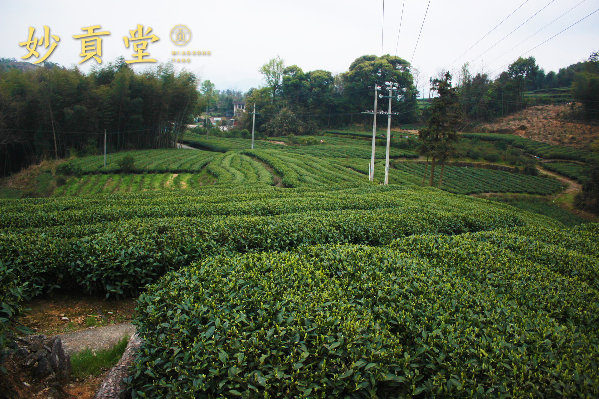 磻溪茶园至于你问我太姥山镇的白毫银针跟磻溪的白毫银针有什么区别?