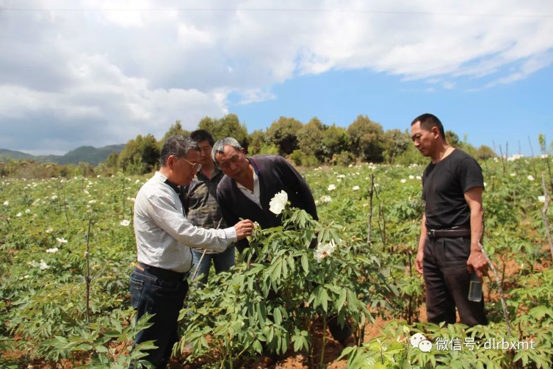 張漢榮介紹,哨橫村屬於高寒山區,全村560戶2024人,多為白族,彝族.