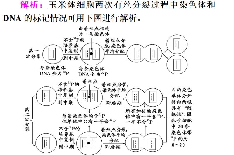 性染色体复制图解图片