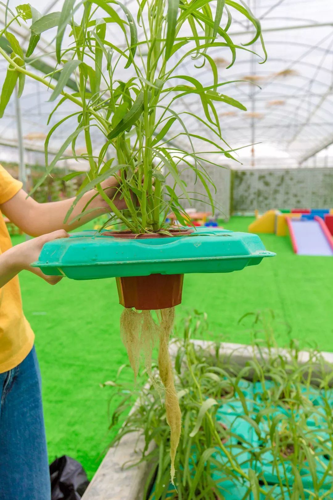 一排又一排的展架都是無土栽培↓↓仙人掌,多肉植物,睡蓮也在親子農場