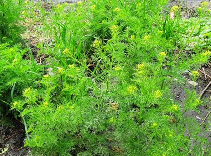 小麦地里的野菜麦蒿图片