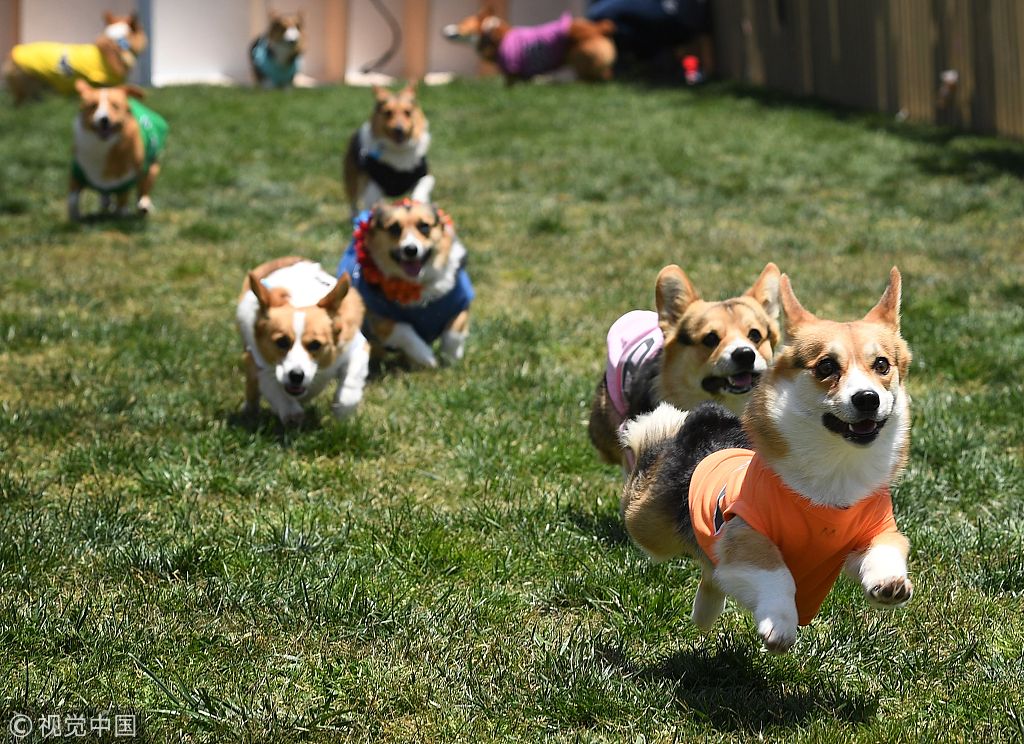 美国国家柯基冠军赛上,数百只柯基犬在17项比赛中争夺最快的狗冠军