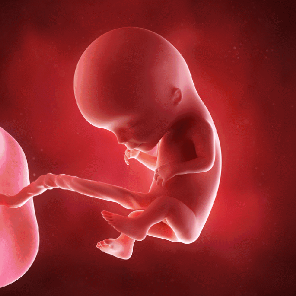 十月怀胎胎儿发育图,第一张就能暖哭你!