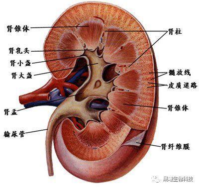 肾上级下级结构图图片