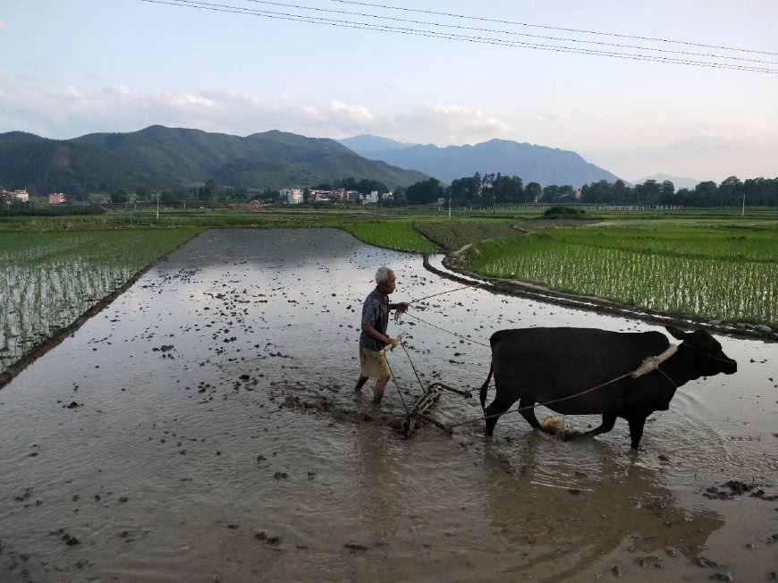 在一些农村地区,农民依然靠耕牛犁田,以最古老的方式进行农耕