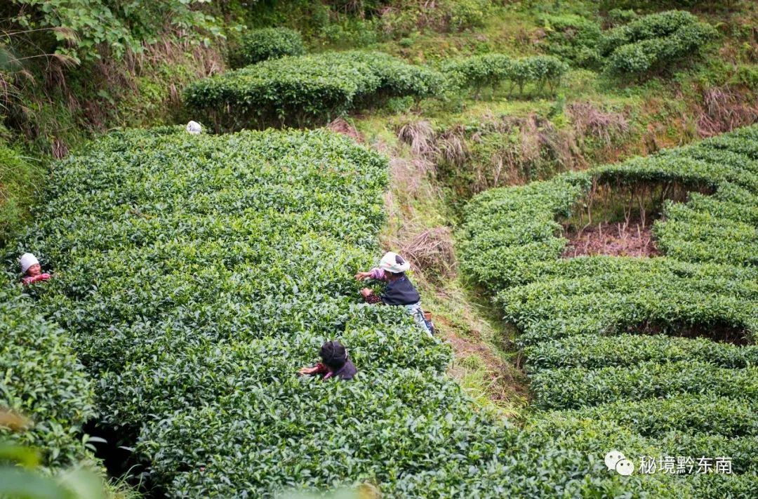 【關注】夏天到來暖洋洋 侗族同胞採茶忙