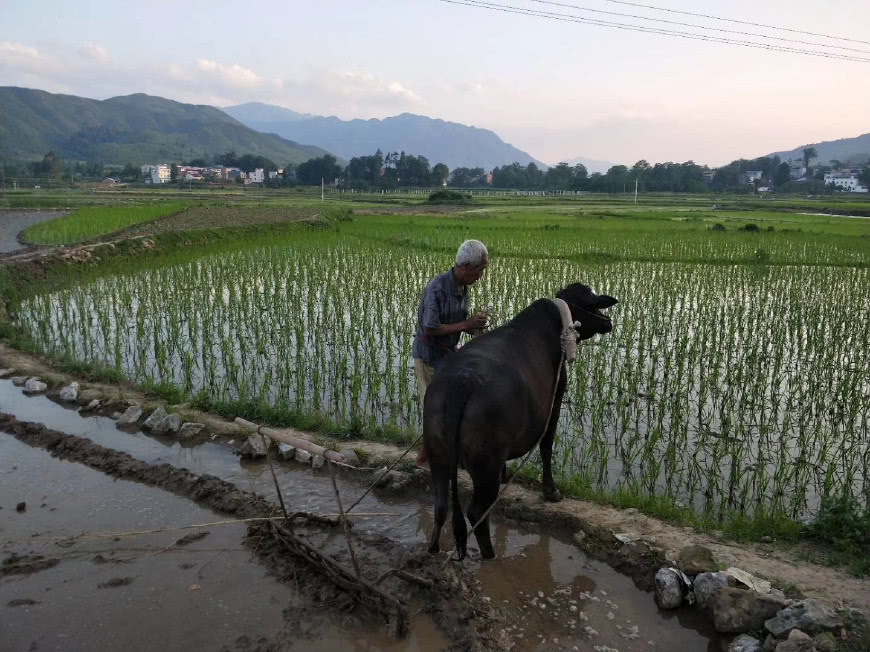 在一些農村地區農民依然靠耕牛犁田以最古老的方式進行農耕