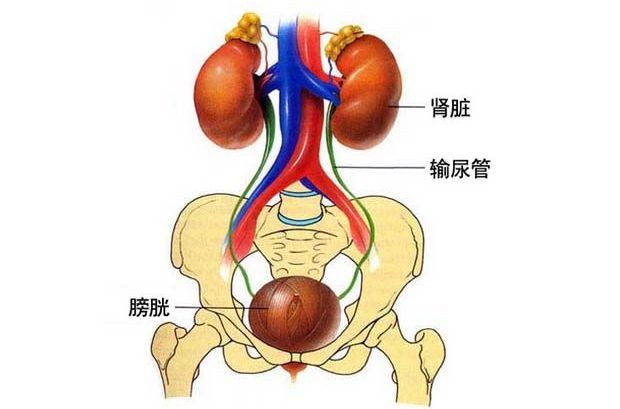 一文讀懂:腎結石,輸尿管結石,膀胱結石,尿道結石的核保