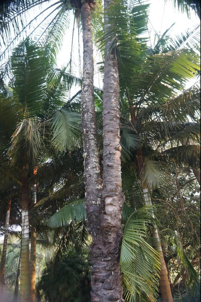 西谷椰子树长这样西米的做法类似元宵,在淀粉还没完全干透的时候,像