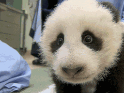 惊讶熊猫表情包图片图片
