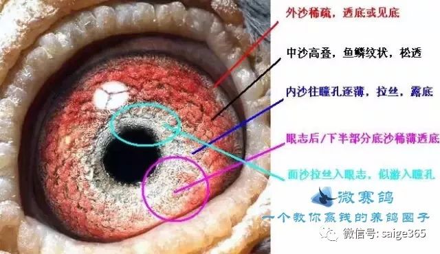 鸽赏图鸽眼全方位图解