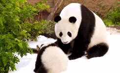 熊猫表情包动图可爱图片