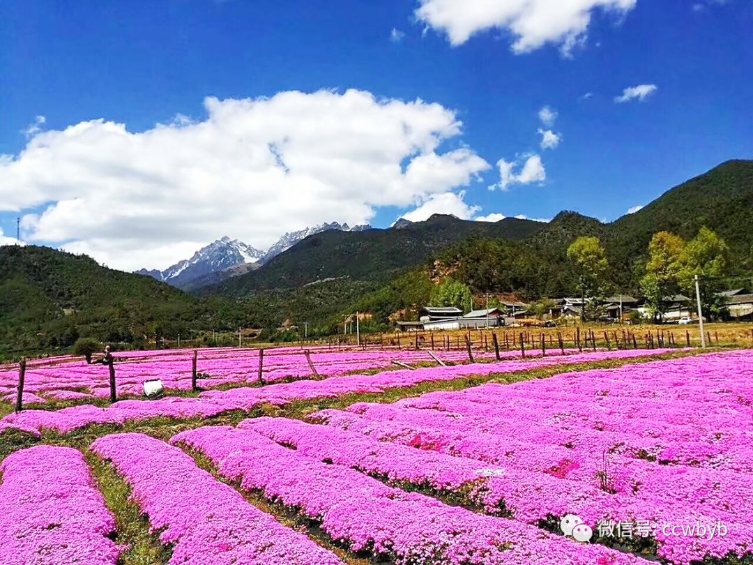 丽江 玉龙雪山下的芝樱花潮,涌进你心里了吗?