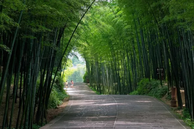 蜀南竹海翡翠长廊图片图片