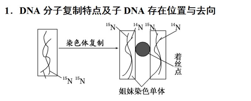 【生物】技巧丨图解法突破dna复制与细胞分裂中染色体复制问题