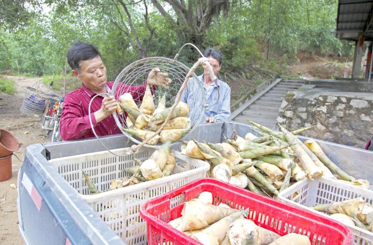 埔田竹笋基地图片