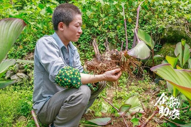 这个贫困人口占比30%的村里,营养价值高的旱藕成为村民们脱贫的希望!