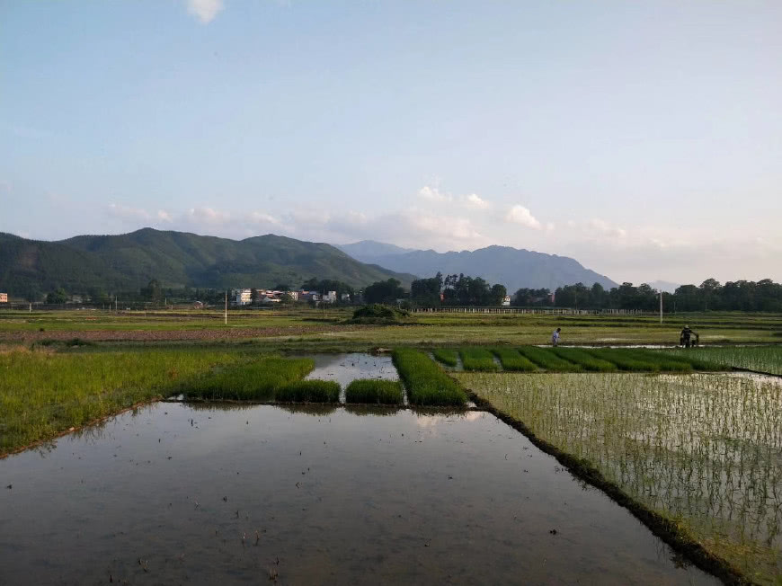 遠山近水,夕陽西下,還在秧田裡的秧苗安靜的等待犁好的稻田.