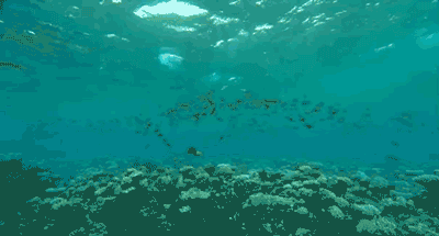 爱深埋在珊瑚海——你从未见识过的大堡礁!