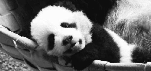 熊猫惊讶表情包gif图片