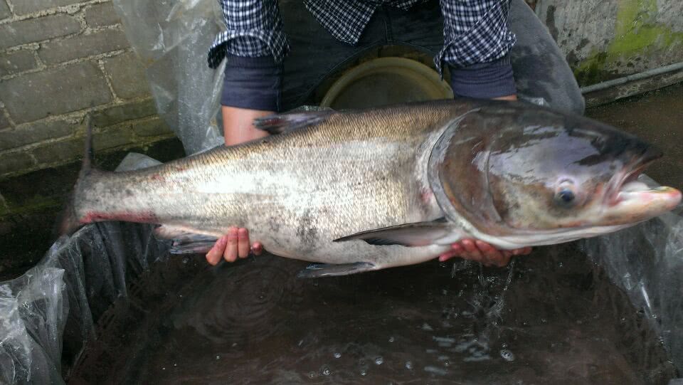 钓获一条30斤的大头鱼一鼓作气把它抱上岸