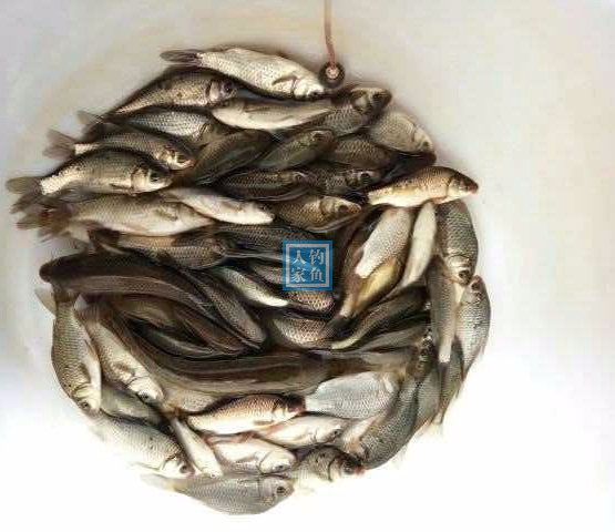 農村小溪溝,驅散雜魚速度搜窩,行動迅速收穫