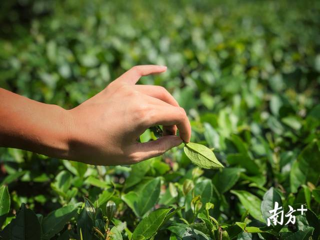 初夏到連平採高山茶品香茗與大自然來一場沁人心脾的約會