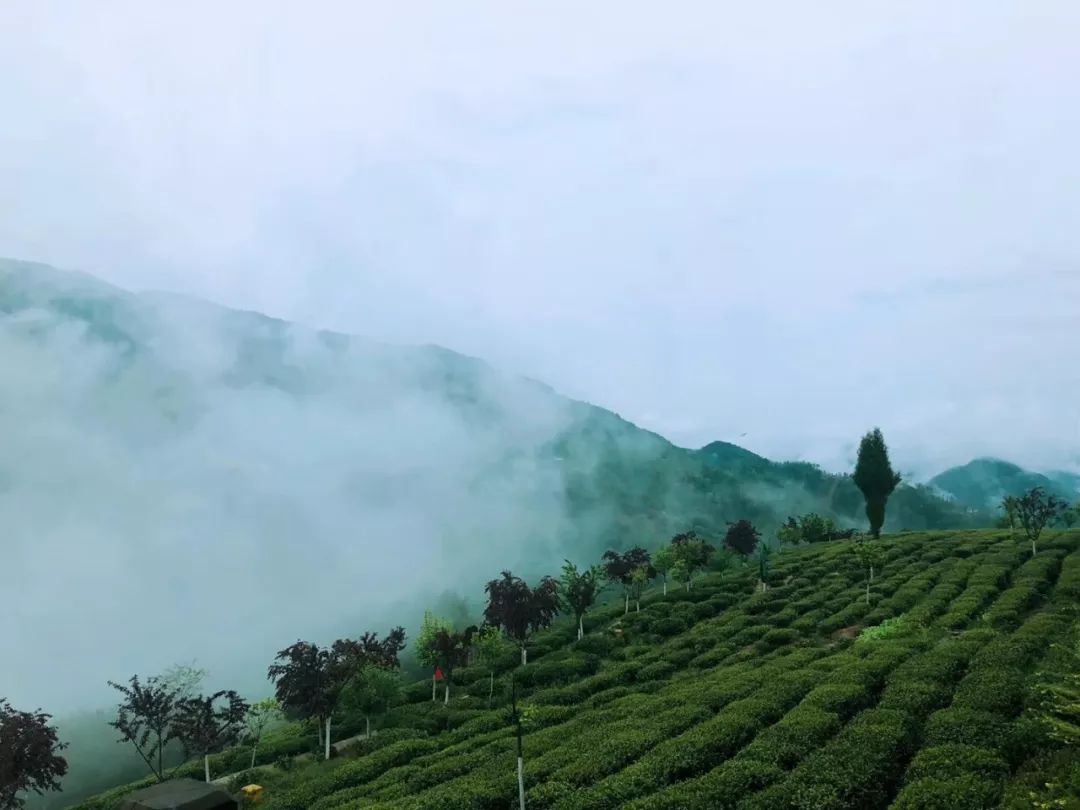 可以攜親帶友來到茶園觸摸,鑑賞茶的原葉和景觀 領略紫陽茶生長的土壤