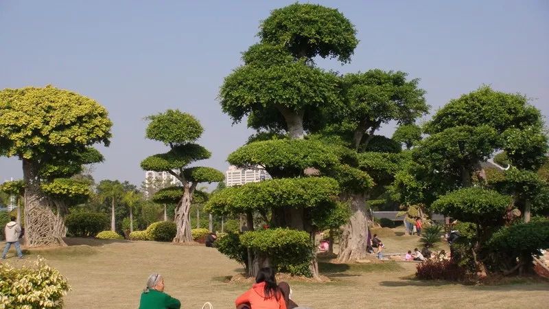 ▼有好多珍稀樹種的名樹博覽園▼綠樹一條街,建政路(圖/南寧圈)▼人民