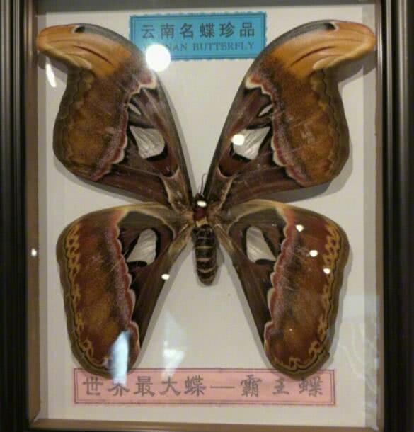 旅客云南见奇异双头蛇大蛾被称霸王蝶