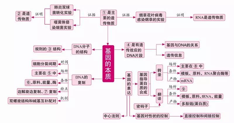 高中生物巧用網絡圖構建必修2知識結構高一必看