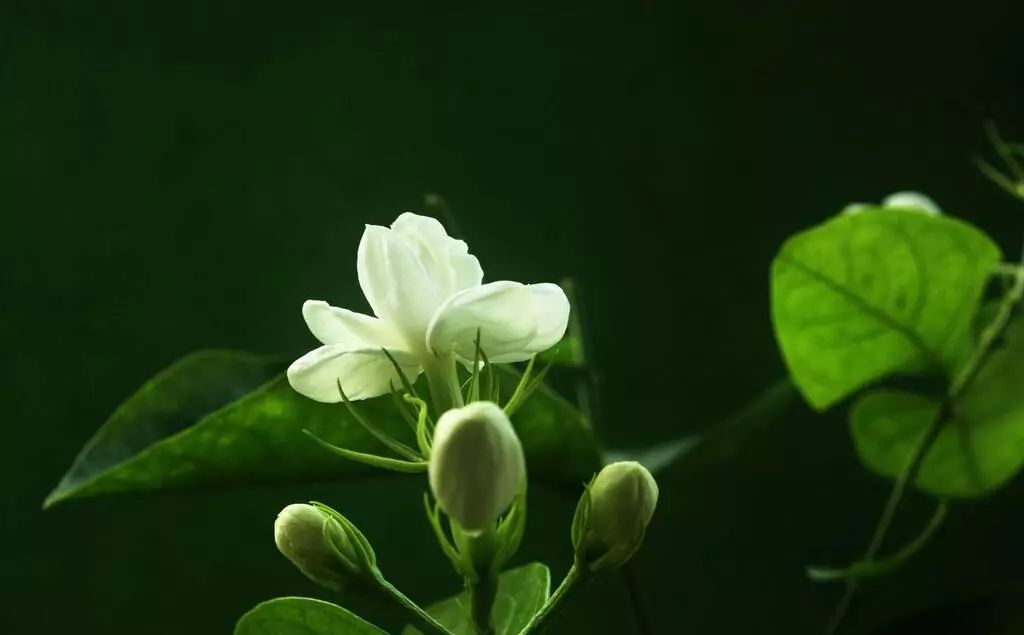 【花語新談】讓你的花花期延長,開花不斷的小竅門