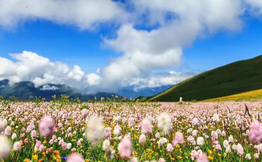 即將霸屏!這些是四川最美的花海與星空!